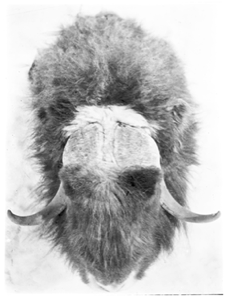 Image of Musk-ox head, top view
